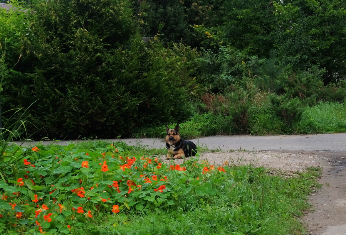 Охраняющий красоту. - Люба 