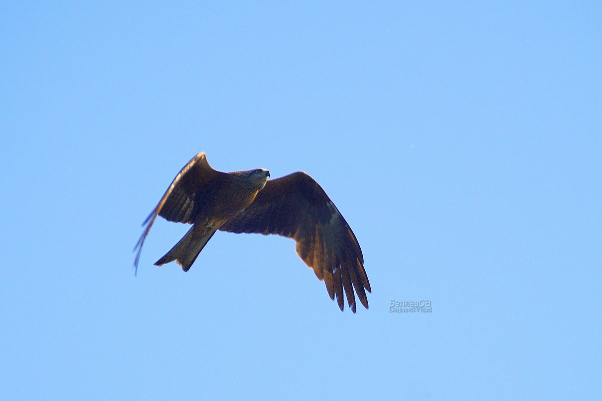 Острый клюв - Сергей Беляев