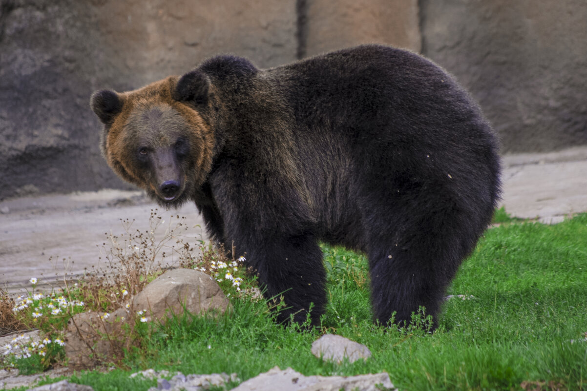 Ух ты,  Михойлоч - Владимир Максимов