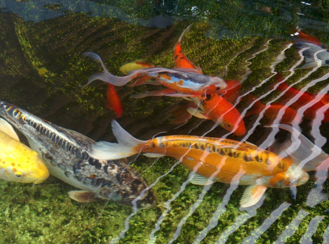 " - Светлана Хращевская