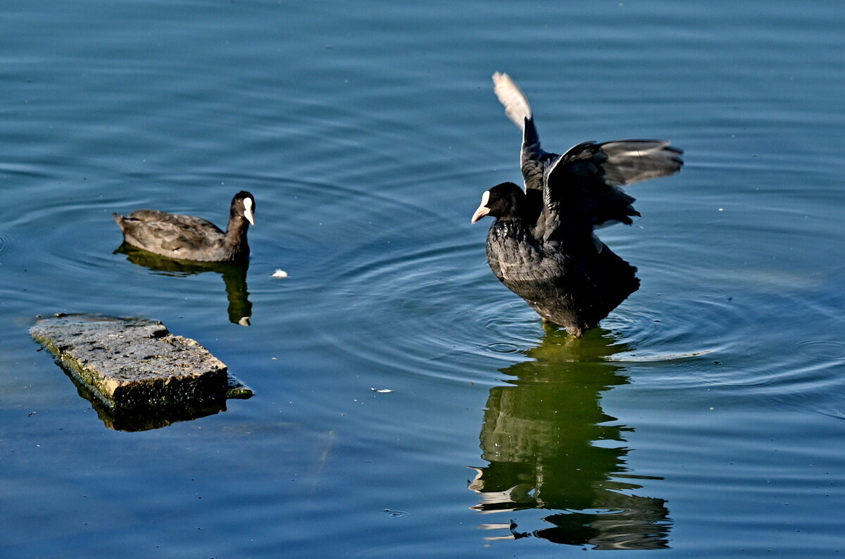 На городском озере... - Николай Саржанов
