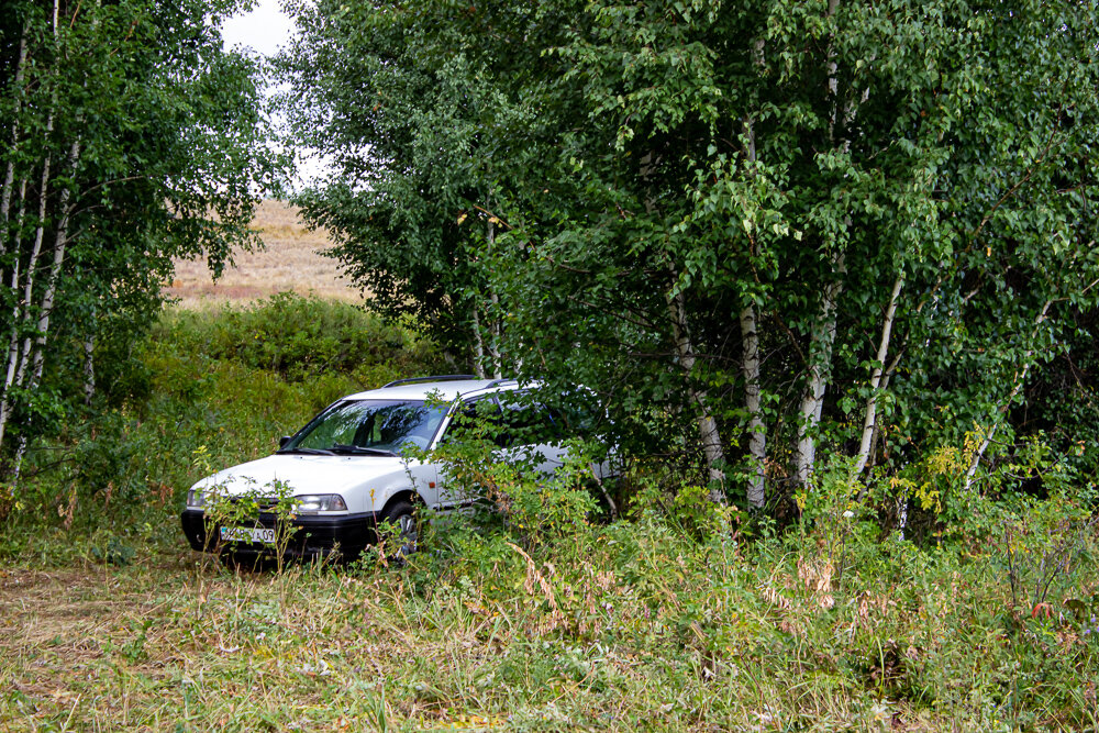 А грибов в этом году нет! - Светлана SvetNika17