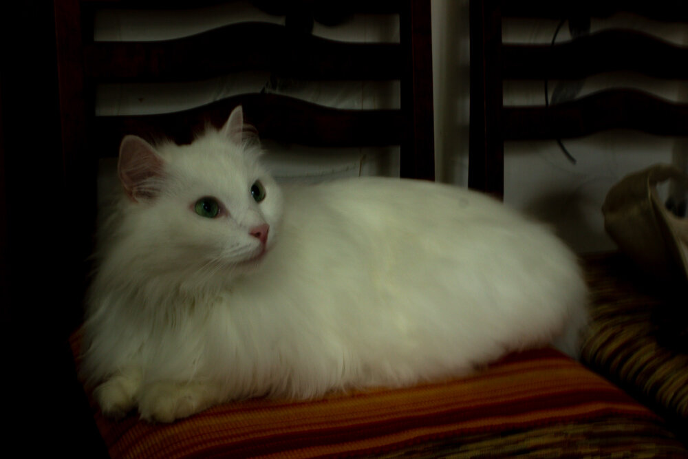 Отдыхает - Светлана SvetNika17