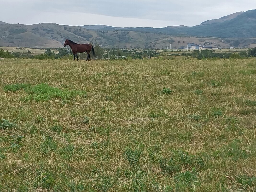 Talgar. - Murat Bukaev 