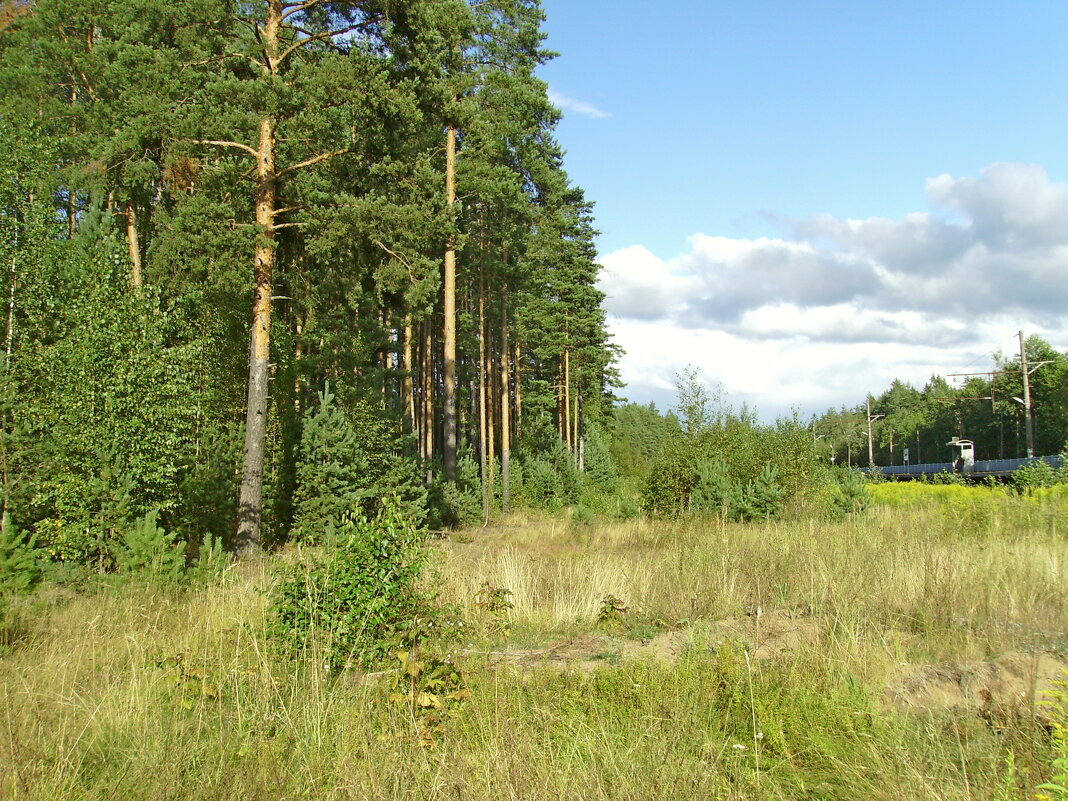 "На дальней станции сойду, трава по пояс..." - VasiLina *