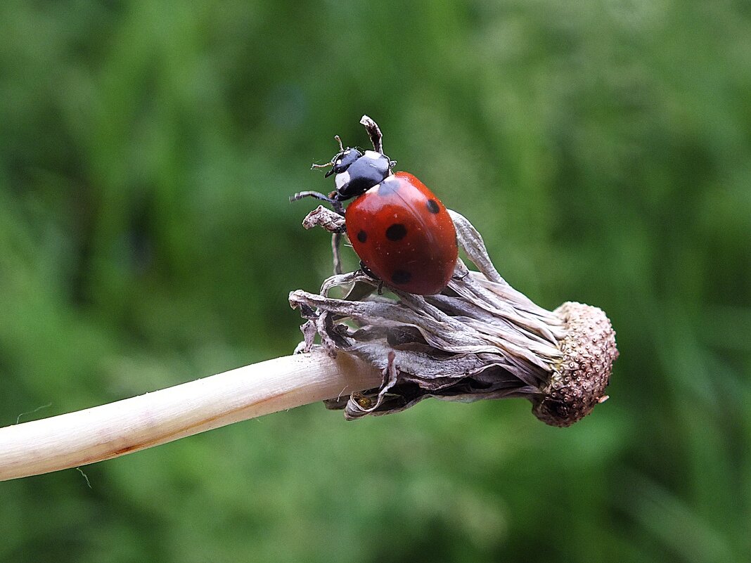 ** - Зоя Мишина