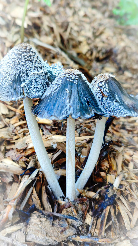 На мусорной куче - AZ east3