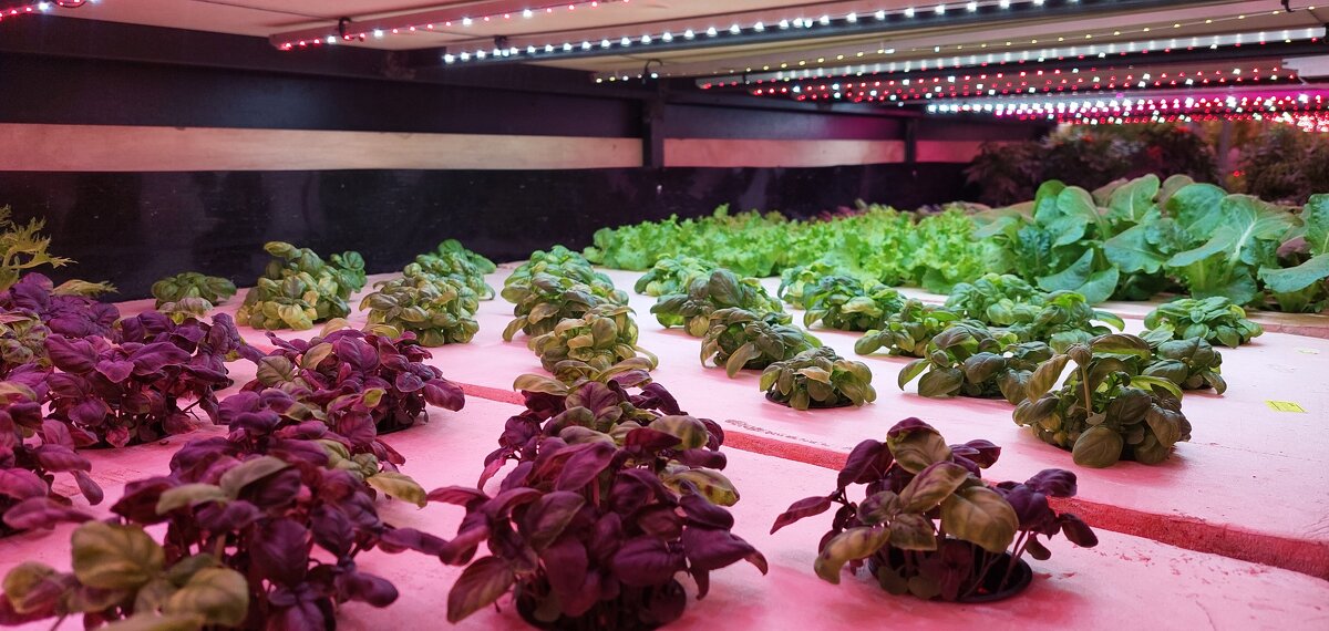 базилик - ИРЭН@ .