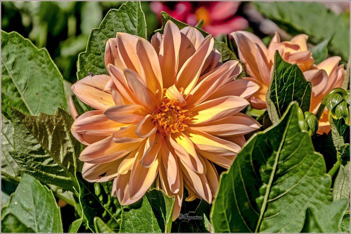 Про июль - Aquarius - Сергей Про июль - Aquarius - Сергей