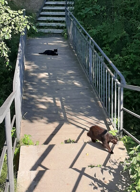 Двое на мосту - Наталья Герасимова