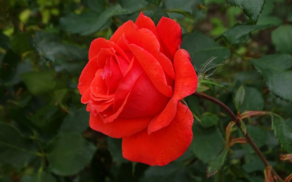 О красоте цветов. - Милешкин Владимир Алексеевич 