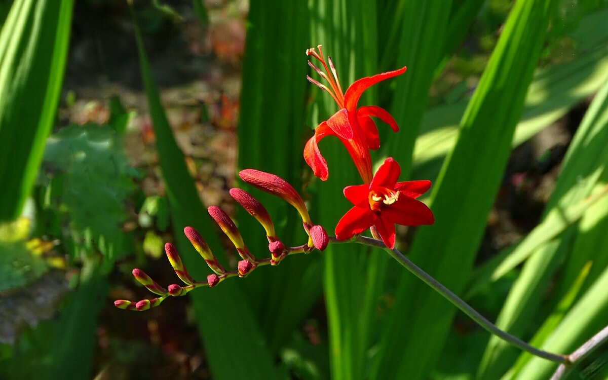 Экзотические цветы - Милешкин Владимир Алексеевич 