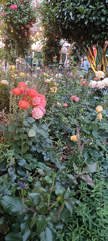 утопающий в цветах фестиваль.... - Галина R...
