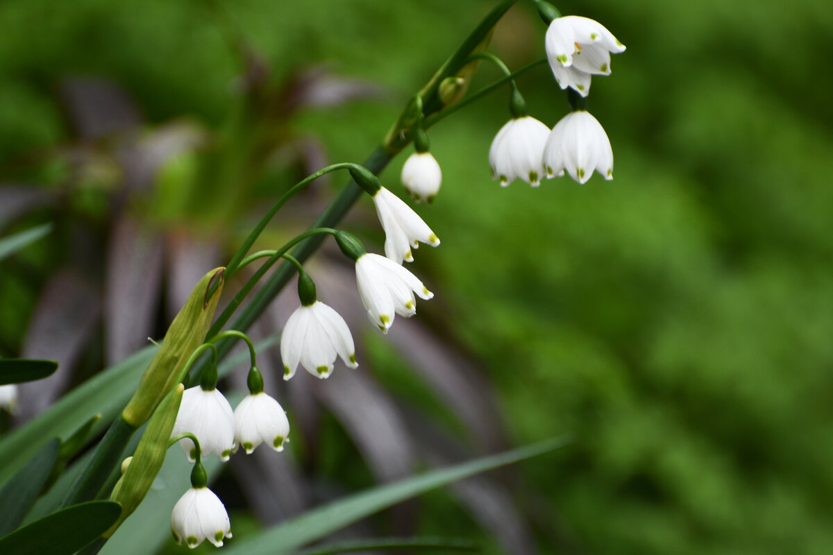 Весна в Ботаническом... Май. - Наташа *****