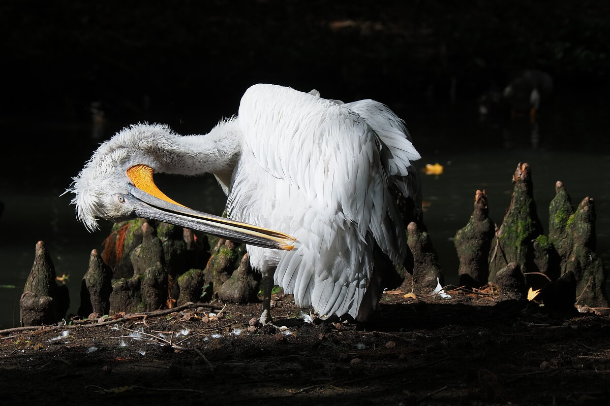 В причёске важны детали. - Евгений Седов В причёске важны детали. - Евгений Седов