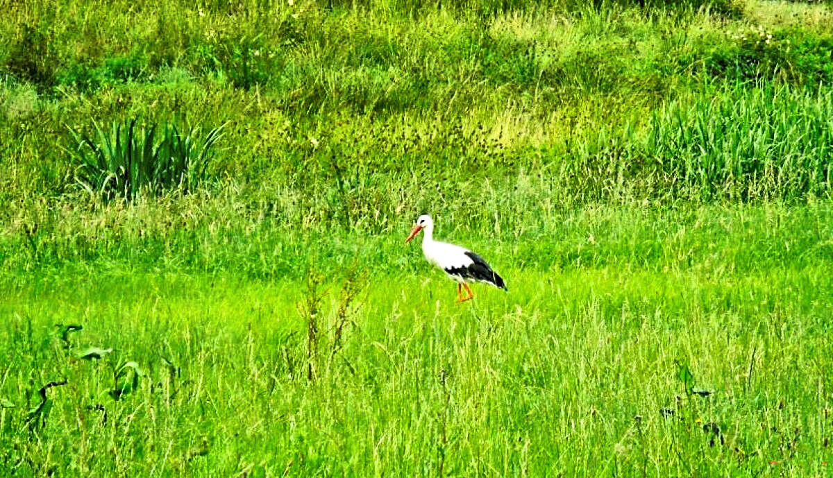 На прогулке - Галина Шеина-Мюльдорфер