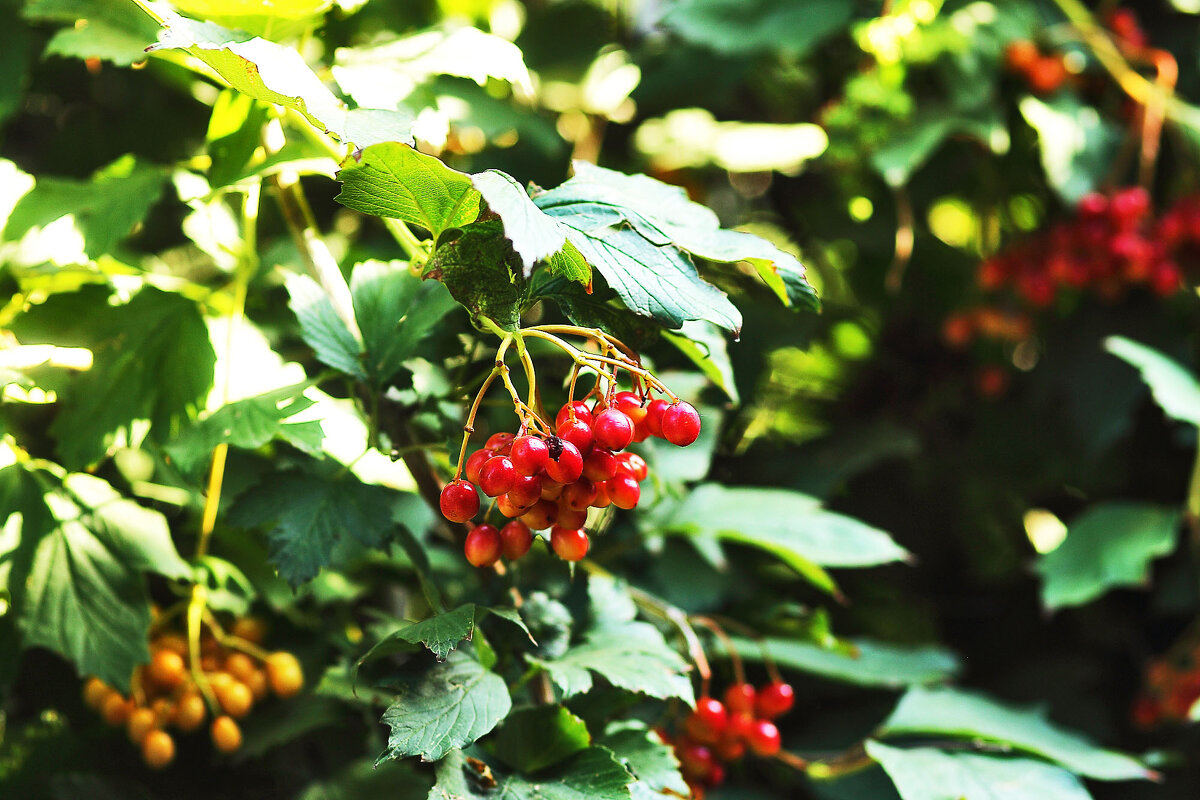 Краснеет... - Юрий Гайворонскiий