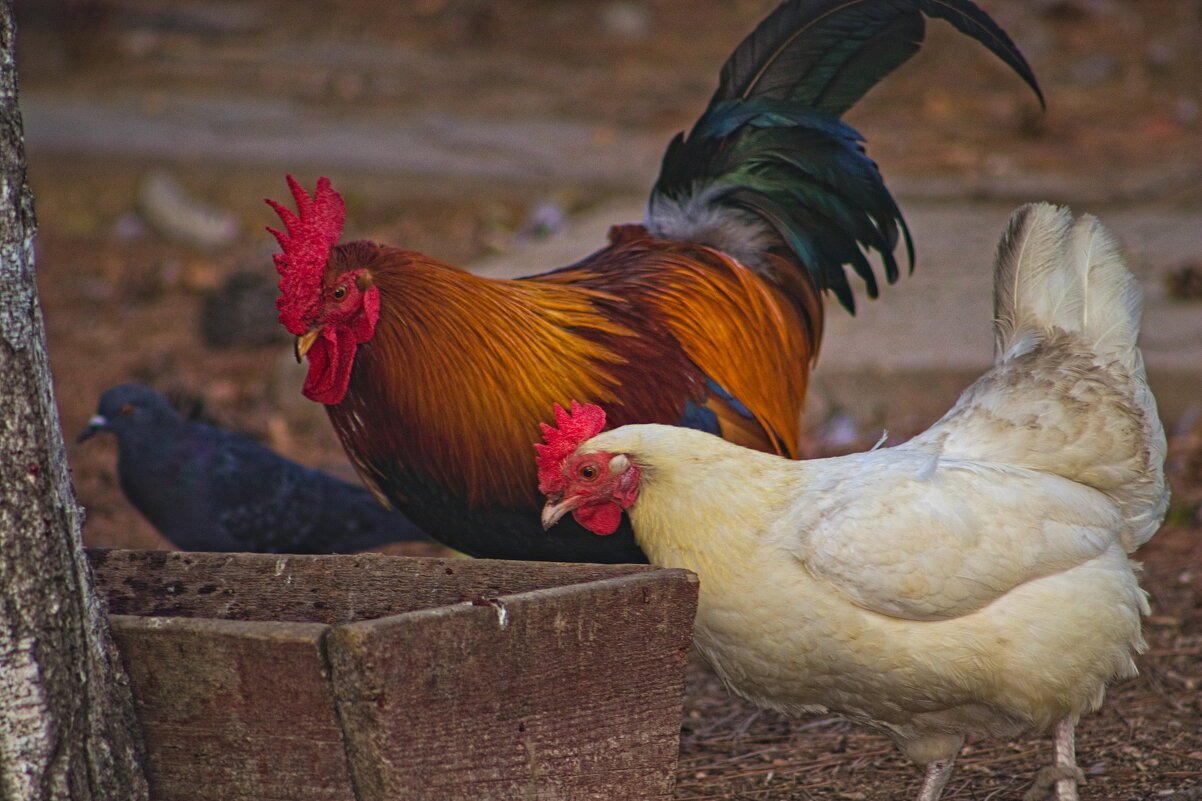 Jujalarim - Giant Tao / Jujalarim - Giant Tao /
