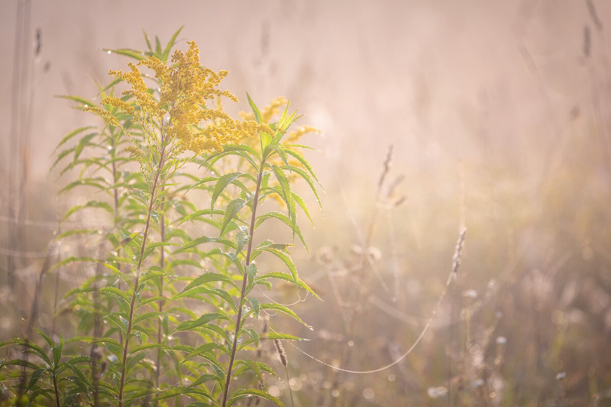 **** - Елизавета .