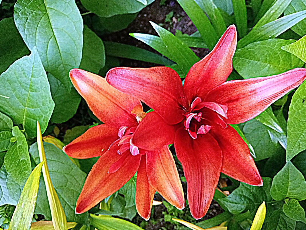 Цветы. - Владимир Драгунский