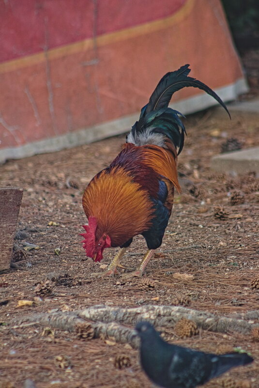 Петя - Giant Tao / Петя - Giant Tao /