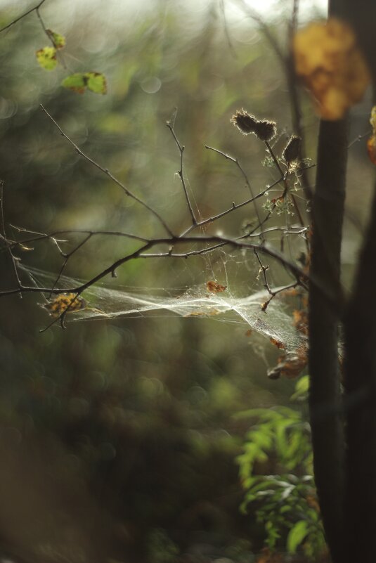 Паутинка - Валентина 