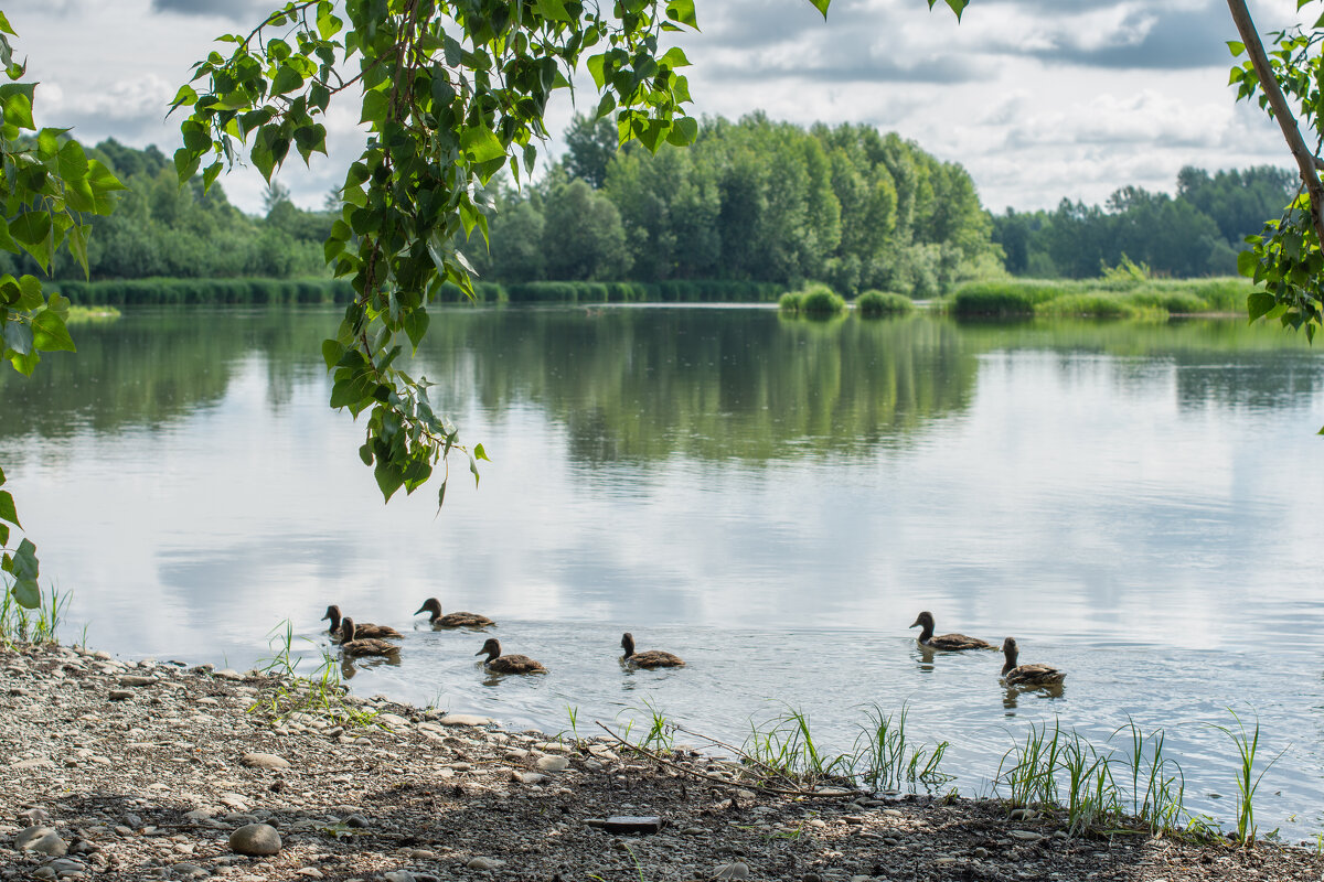 *** - Николай Чекалин