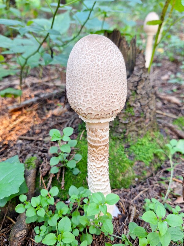 Грибочек - Наталья 