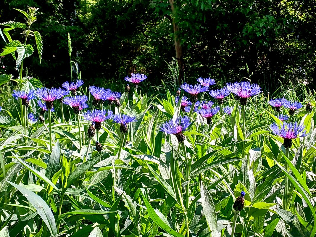 Васильки. - Лия ☼