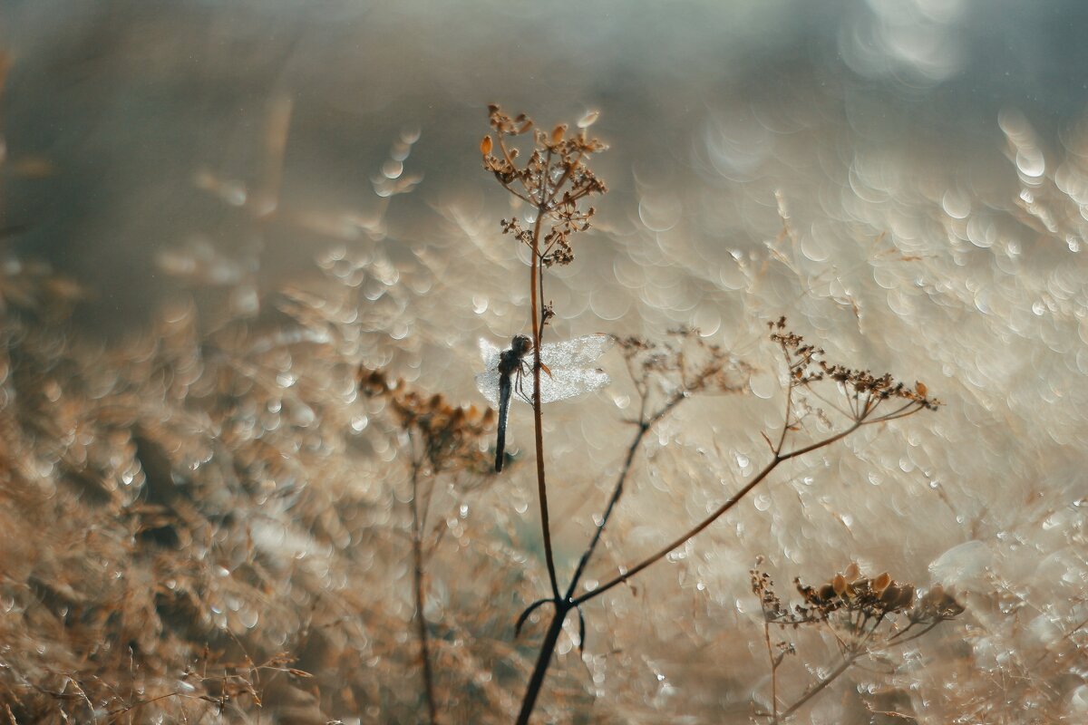 Утро - Валентина 