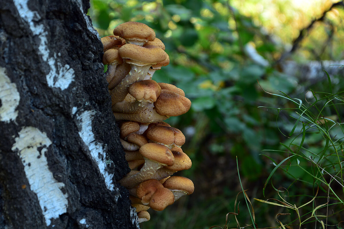 Опята - Геннадий Супрун