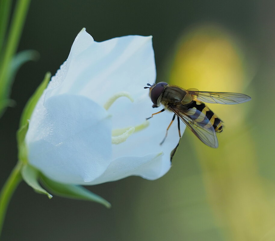 Лето - Евгений Седов