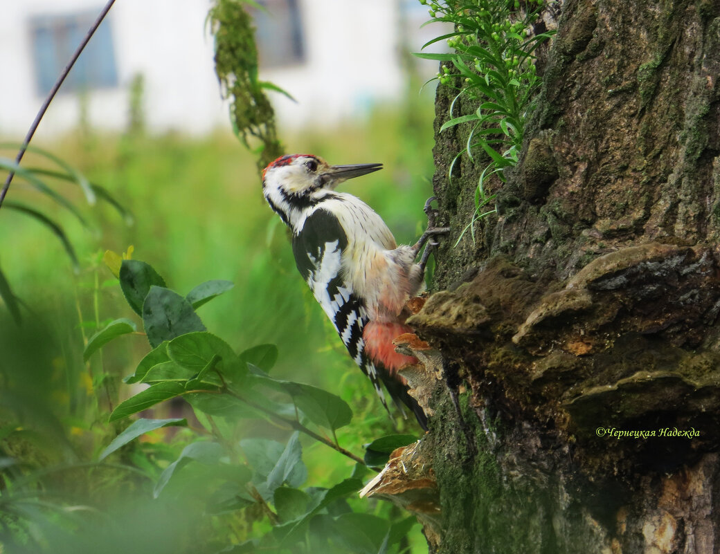 Дятел - Надежда Чернецкая Дятел - Надежда Чернецкая