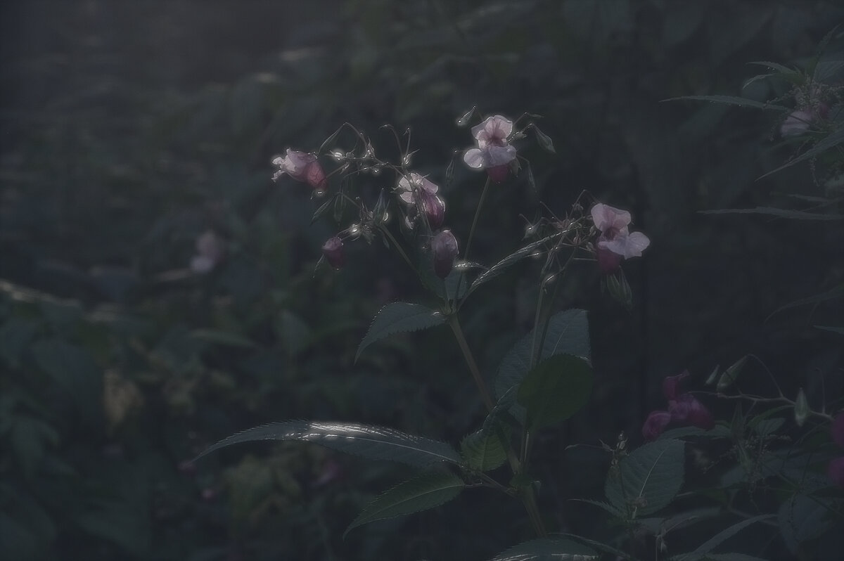 *** - Сергей Сергеев