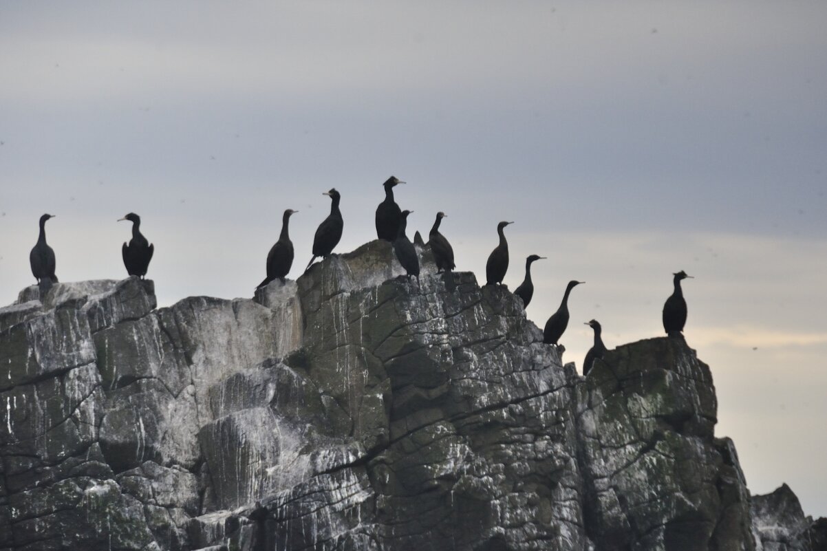 *** - Марина Виноградова