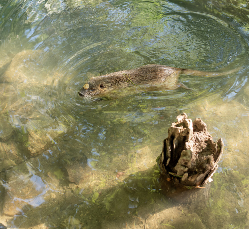 Гостья - Геннадий Б Гостья - Геннадий Б