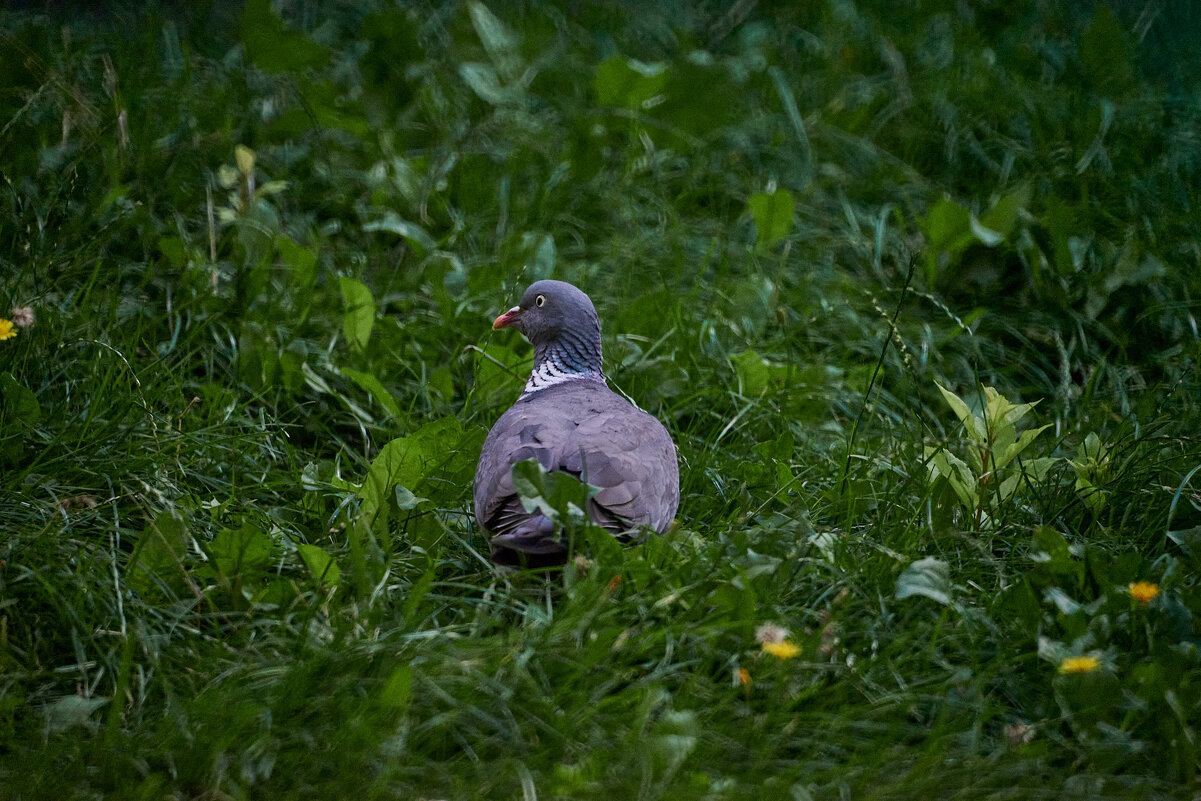 Вяхрь - Александр Леонов