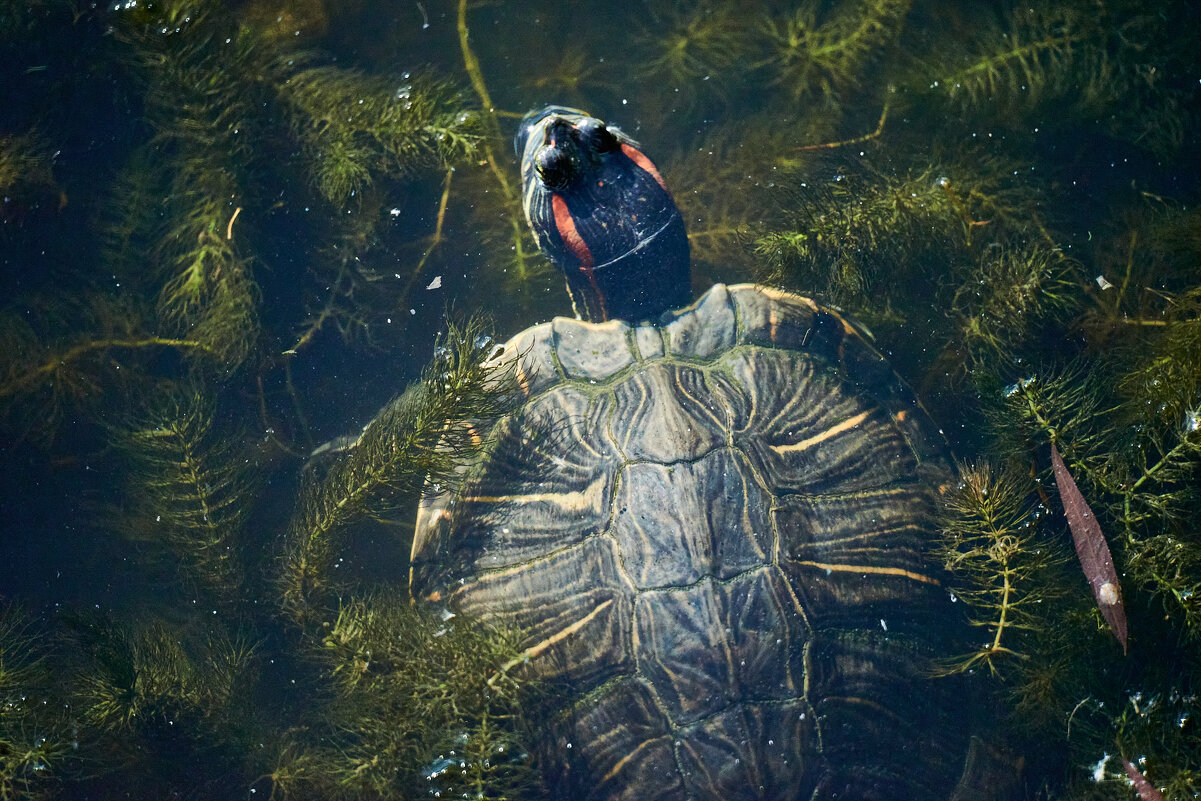 Донателло - Александр Леонов