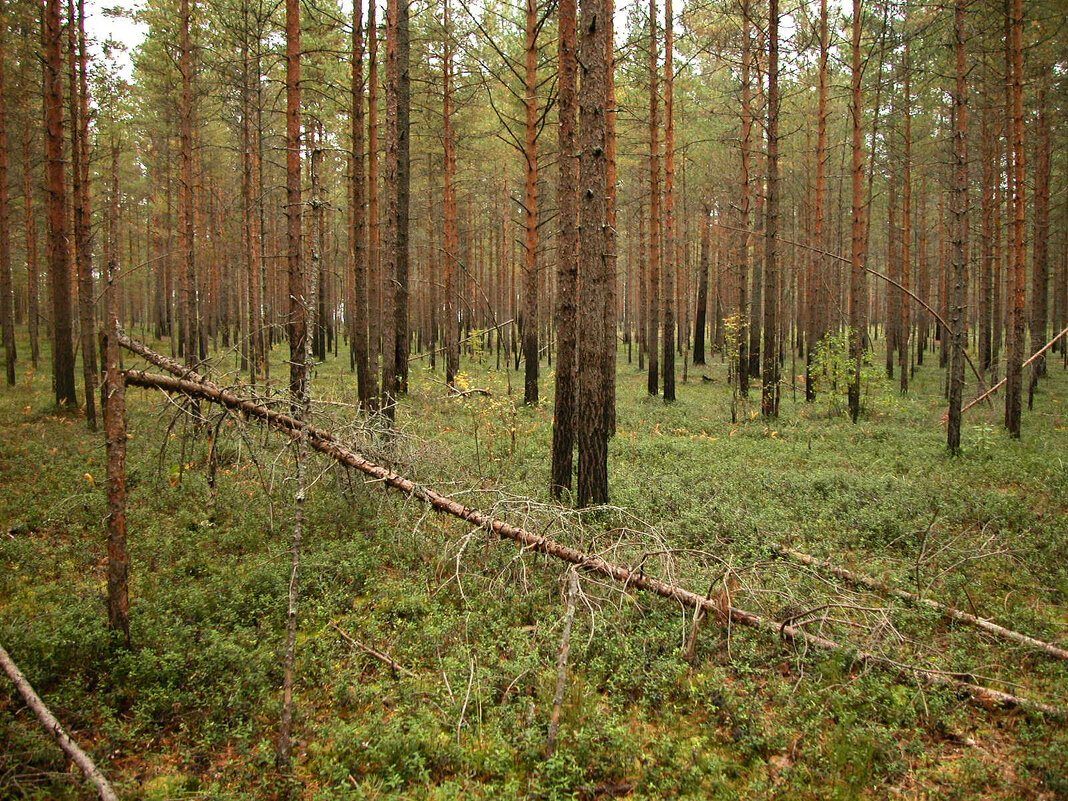 Далеко от города. - Наталья Лунева 