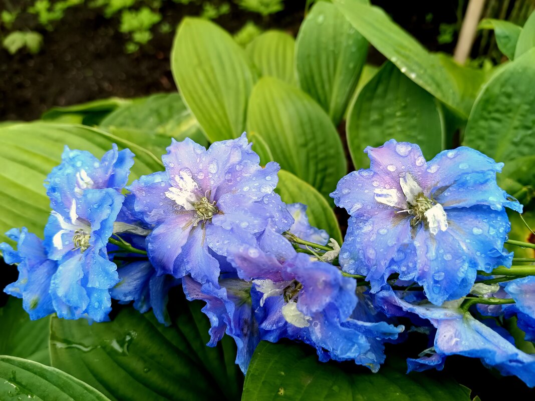 В городском саду после дождя - Мария Васильева