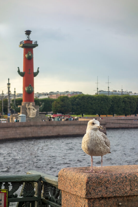 Питерская чайка - Валерий Елистратов