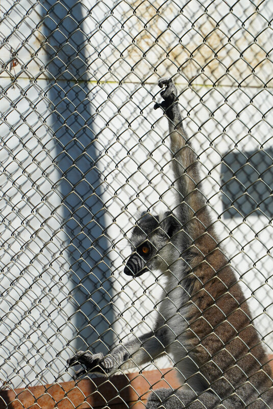 КАПУЦИН - Сергей Янович Микк