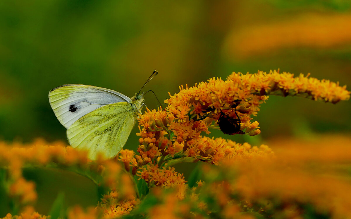 бабочки августа  3 - Александр Прокудин