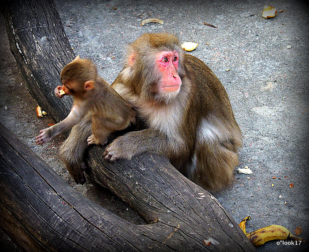 забота - Олег Лукьянов