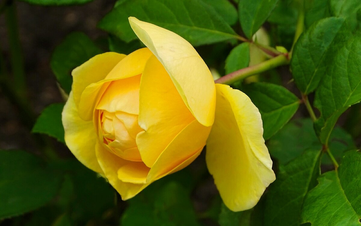 О красоте цветов - Милешкин Владимир Алексеевич 