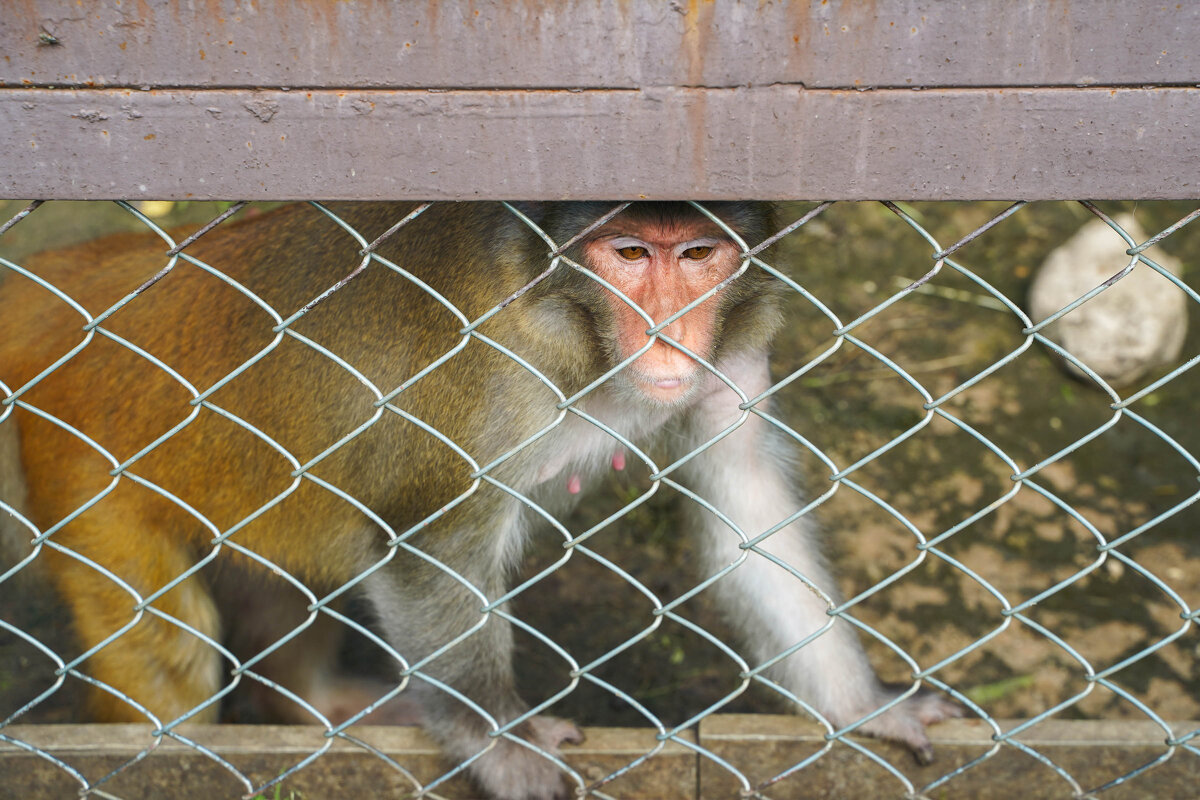 ГРУСТНЫЕ_ГЛАЗА - Сергей Янович Микк