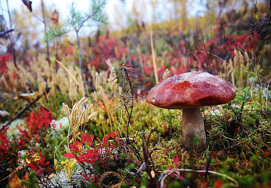 Красный гриб-украшение осени! - Владимир 