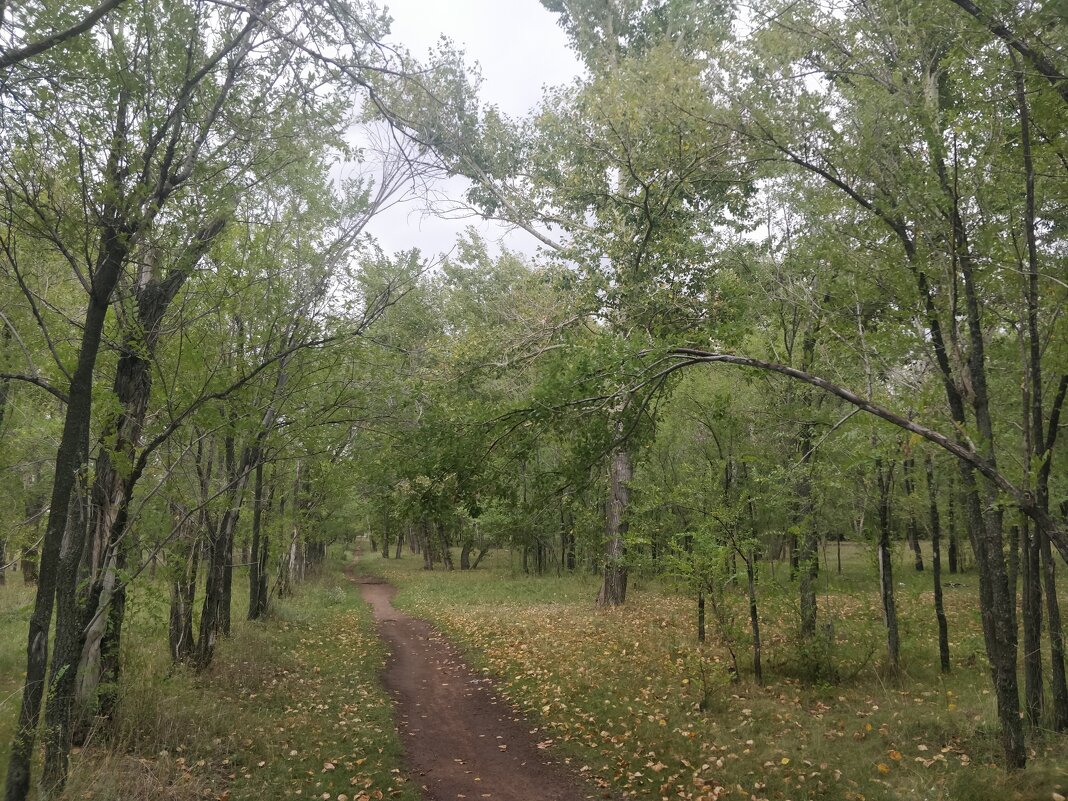 Тропинка в тополиной роще - Андрей Хлопонин