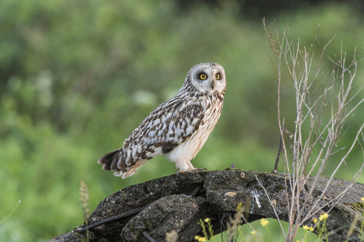 сова болотная- белая. - юрий макаров сова болотная- белая. - юрий макаров