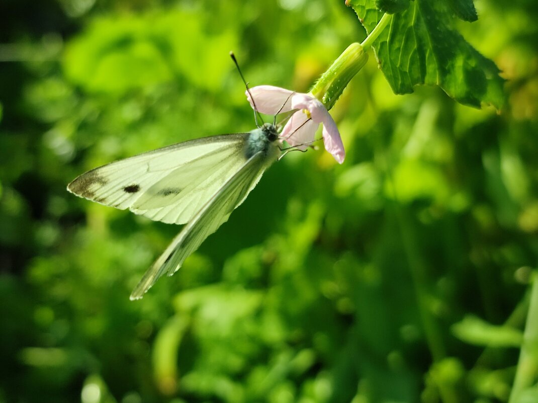 Бабочка - Валентина Богатко 